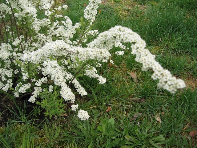 Spiraea II